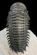Crotalocephalina Trilobite - Great Detail #39795-1